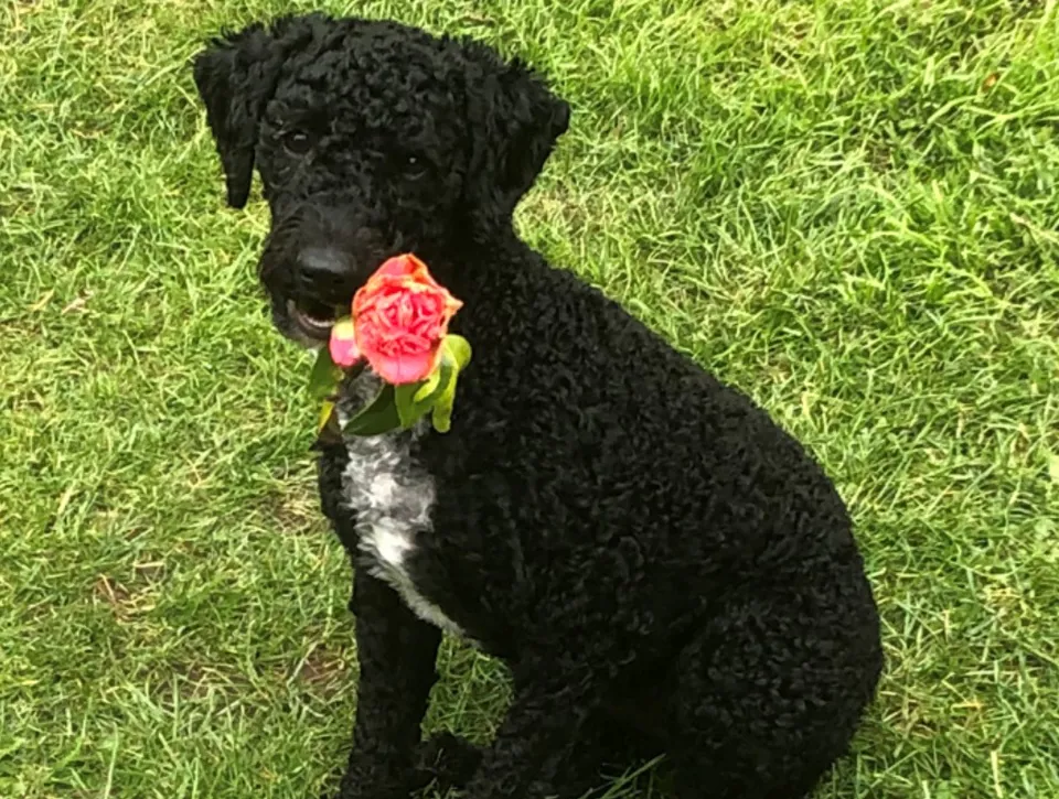 Benji