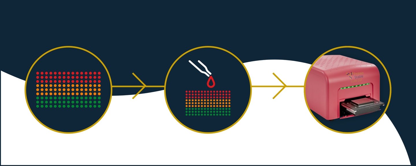 Protein Engineering and Construct Screening